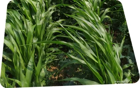 Gleba pod uprawę sorgo