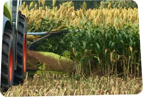 Uprawa sorgo